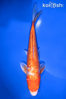 6.75" GINRIN HARIWAKE