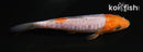 5" ARAGOKE OCHIBA SHIGURE