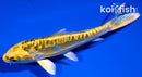 5.75" DOITSU KI MATSUBA
