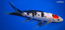 10.25" TANCHO SANKE BUTTERFLY