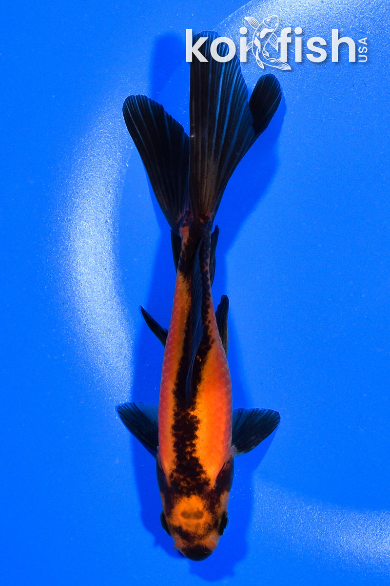 5.75" WAKIN GOLDFISH