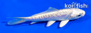 4.5" ARAGOKE PLATINUM OGON