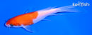 6" KOHAKU BUTTERFLY