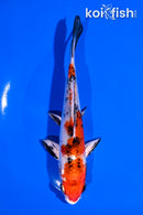 6" YAMATO NISHIKI