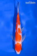 7.5" KOHAKU