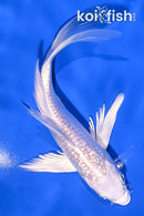 5.75" GINRIN PLATINUM OGON BUTTERFLY