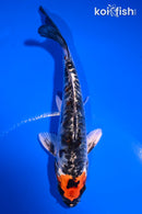 5.5" BENI KIKOKURYU