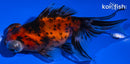 4.5" CALICO TELESCOPE FANTAIL GOLDFISH
