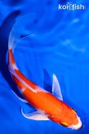 5.5" KUCHIBENI KARIWAKE BUTTERFLY