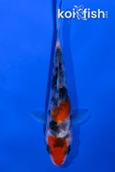 4" SANKE