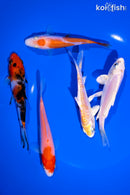 PACK OF (5) 4-5" STANDARD KOI