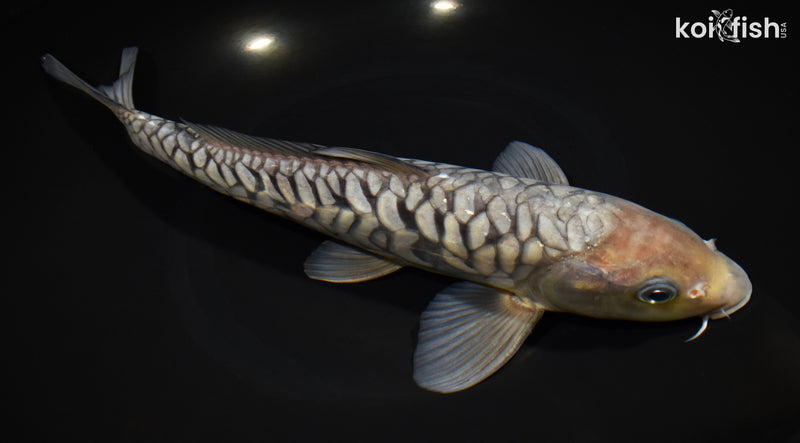 11.75" SORAGOI