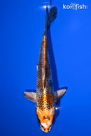 7.25" BENI GINGA