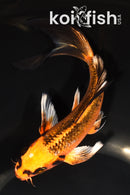 6.75" GINRIN ORENJI MATSUBA BUTTERFLY