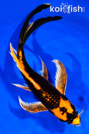 9.25" ORENJI MATSUBA BUTTERFLY