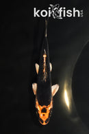 4.75" GINRIN BENI KIKOKURYU