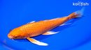 9.25" ORENJI OGON BUTTERFLY