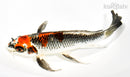 8.75" BENI GINGA BUTTERFLY