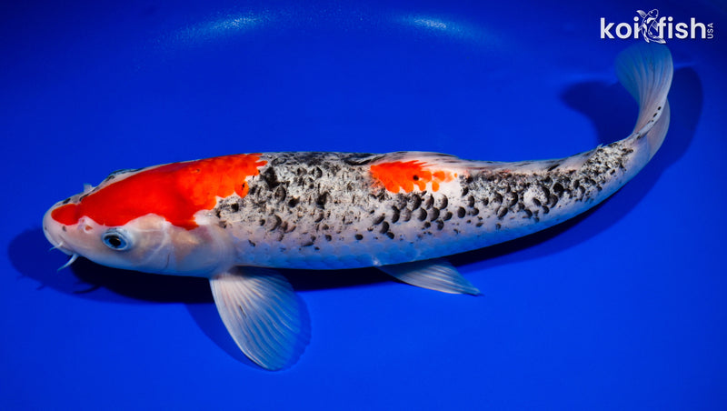 14" GOSHIKI