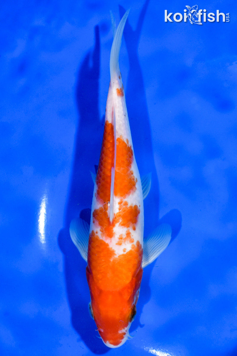6.5" KOHAKU
