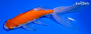 6" WATONAI GOLDFISH