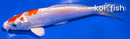 7" KIKUSUI