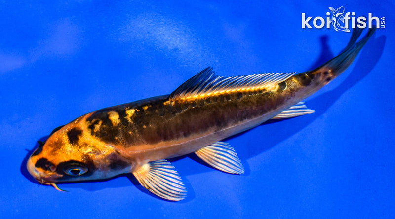 5" BENI KIKOKURYU