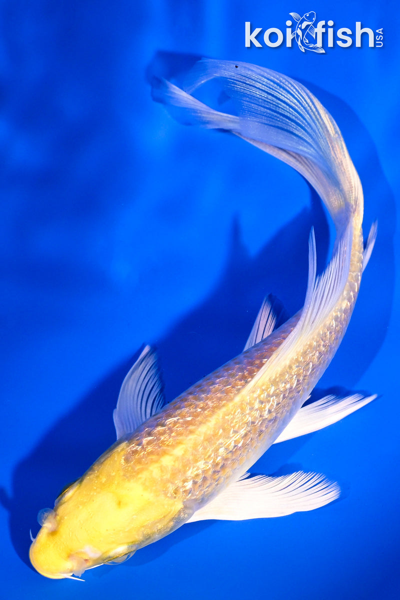 5.5" GINRIN YAMABUKI OGON BUTTERFLY