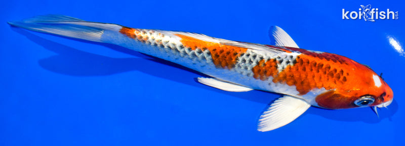 7.5" KUJAKU