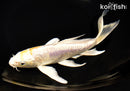 8" ARAGOKE LEMON HARIWAKE BUTTERFLY