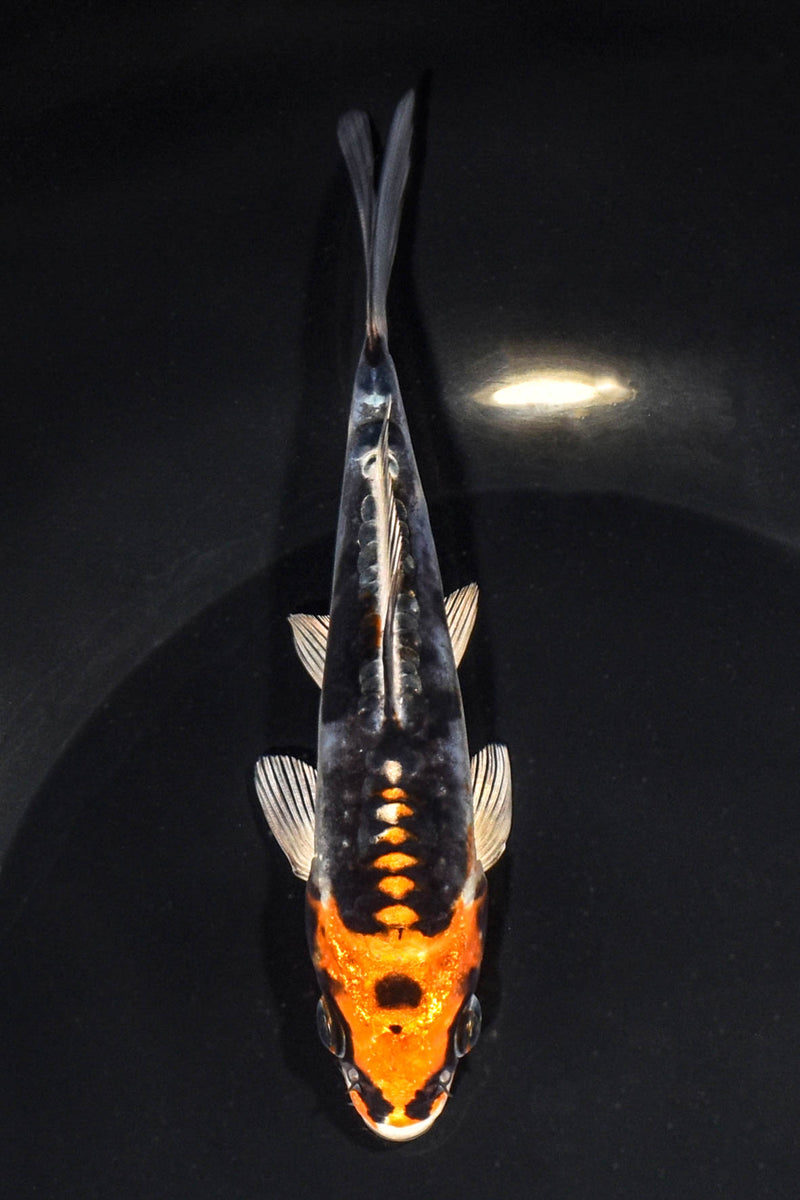 5.75" BENI KIKOKURYU