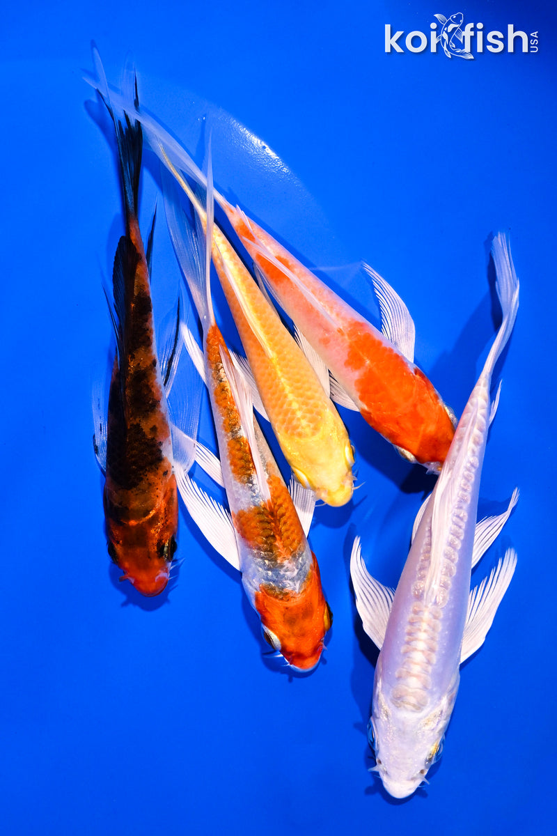 PACK OF (5) 4-5.5" BUTTERFLY KOI