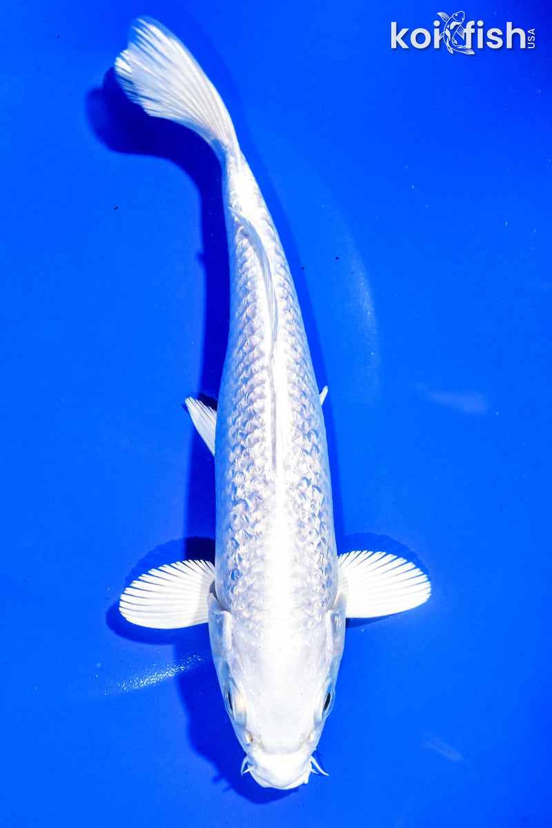 6.5" GINRIN PLATINUM OGON