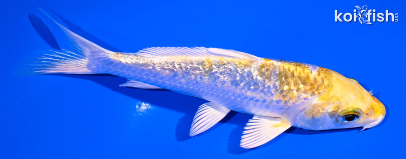 5" GINRIN LEMON HARIWAKE