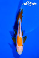 5.25" WAKIN GOLDFISH