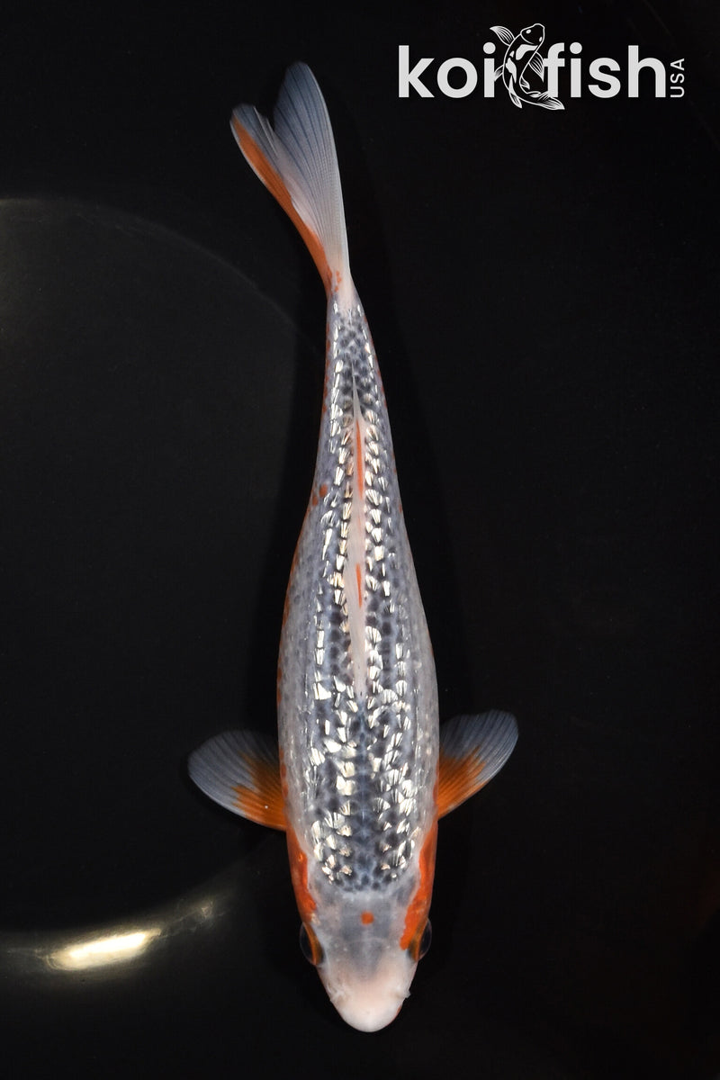 7.5" GINRIN ASAGI