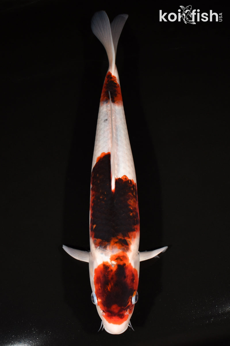 15.5" GOROMO