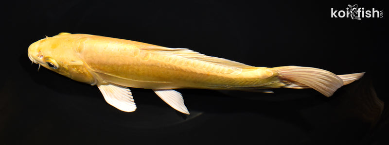 10.25" DOITSU YAMABUKI OGON