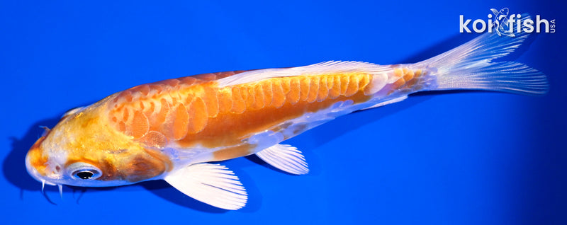 4.75" ARAGOKE KIKUSUI