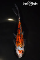 7.5" SHUBUNKIN GOLDFISH