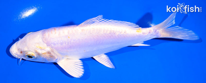 6.75" DOITSU LEMON HARIWAKE