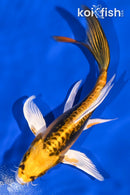 6.25" KIN KIKOKURYU BUTTERFLY