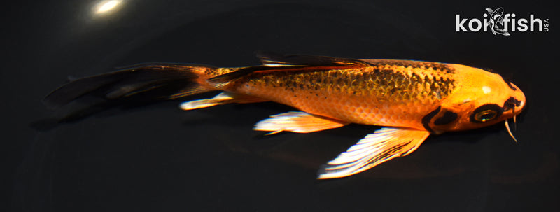 6.75" GINRIN ORENJI MATSUBA BUTTERFLY