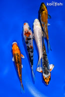 PACK OF (5) 4-4.5" STANDARD KOI