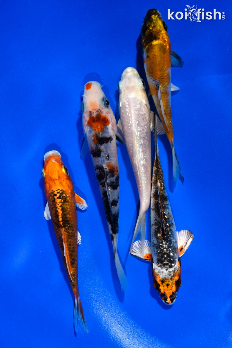 PACK OF (5) 4-4.5" STANDARD KOI