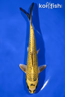 6.75" KIN KI MATSUBA