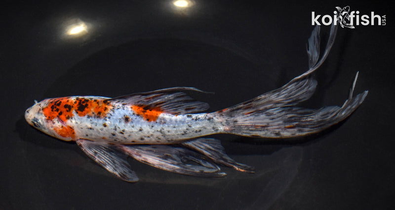 8.75" SHUBUNKIN GOLDFISH