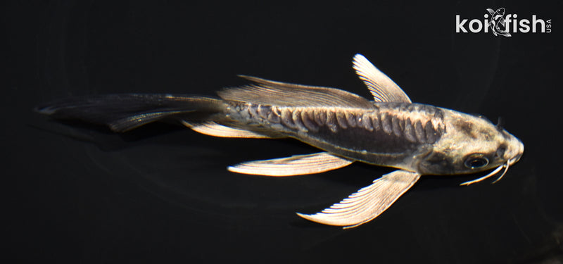 5.75" KIKOKURYU BUTTERFLY