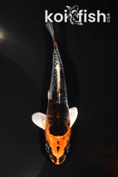 4.75" ARAGOKE KUJAKU