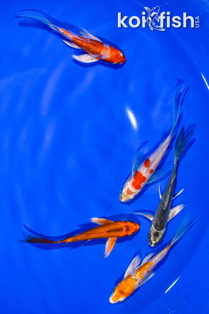 PACK OF (5) 3-4" BUTTERFLY KOI